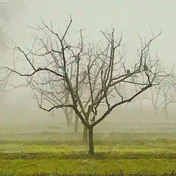 Bare tree on landscape against sky