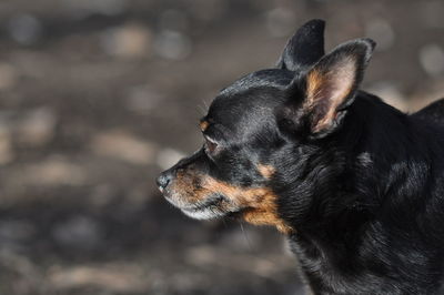 Close-up of dog looking away