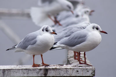 Seagull perching on a wall