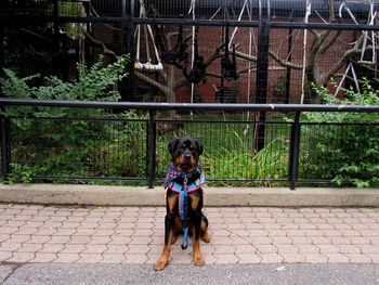 Full length of a dog sitting on a fence