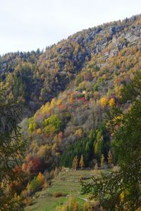 Scenic view of forest against sky during autumn