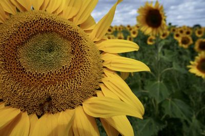 Close-up of sunflower