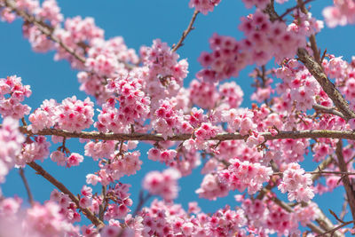 Low angle view of pink flowers on tree