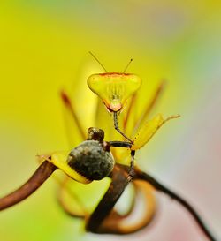 Close-up of insect on leaf