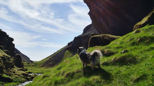 Dog standing on grassy field by mountain