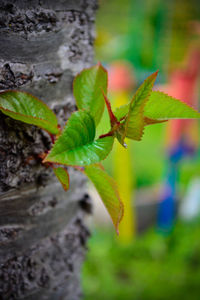 Close-up of insect on plant