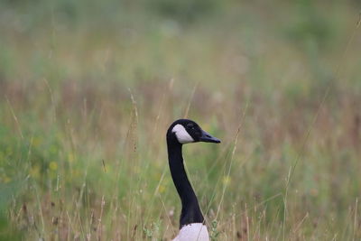 Canada goose portrait  on a field