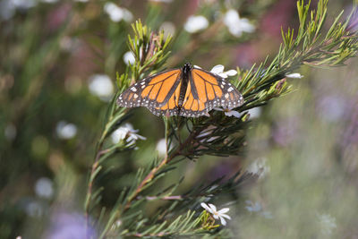 Close-up of butterfly pollinating flower