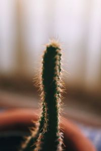 Close-up of cactus plant