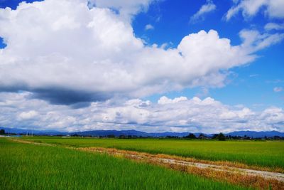 Scenic view of agricultural field against sky