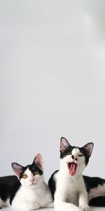 Cats on white background