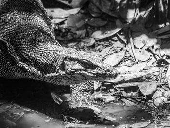 Close-up of a turtle in water