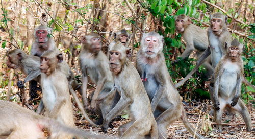 Monkeys sitting in a forest