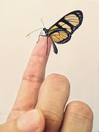 Close-up of butterfly on hand