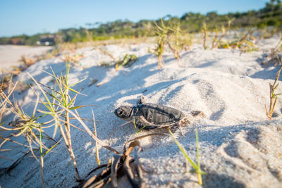 Sea turtle at beach