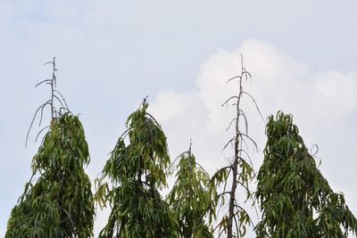 Low angle view of trees against sky