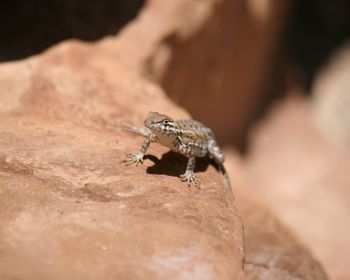 Close-up of lizard