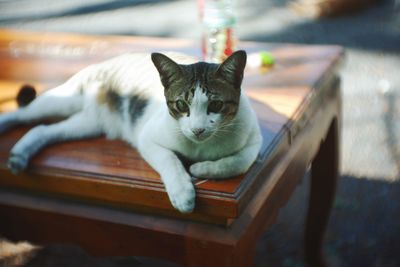 Portrait of cat relaxing on seat