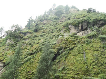 Low angle view of trees on mountain