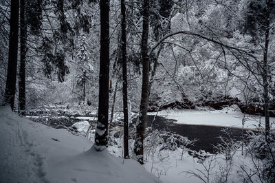 Trees on snow covered land during winter