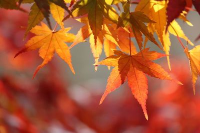 Close-up of maple leaves during autumn