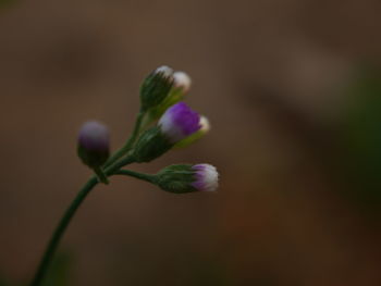 Close-up of flower growing outdoors