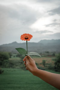 Person holding red flowering plant against cloudy sky