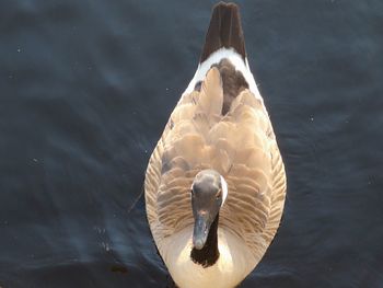 Close-up of swan swimming in lake