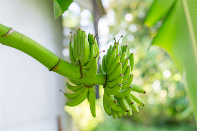 Close-up of plant