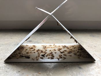 High angle view of insect on white table