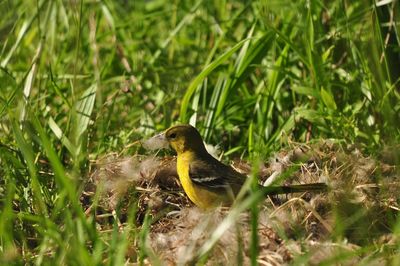 Close-up of bird perching on a field