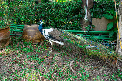 High angle view of birds on land