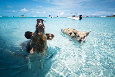 View of dog swimming in pool