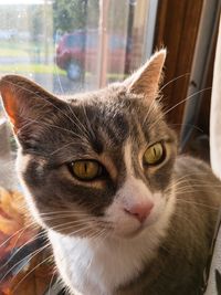 Close-up portrait of a cat