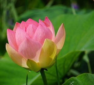 Close-up of lotus water lily in pond