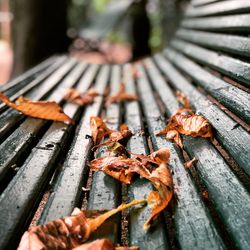 High angle view of leaves fallen on wood