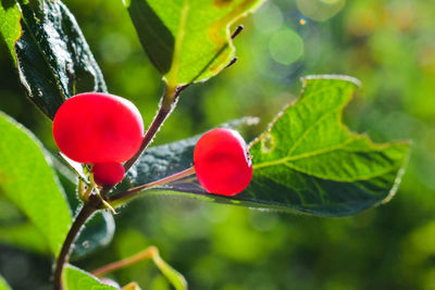 Close-up of red berries growing on plant