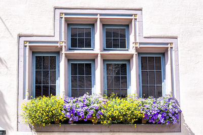 Flowers blooming against window