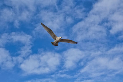 Low angle view of eagle flying against sky