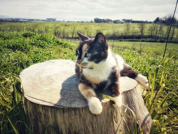 View of a cat on field