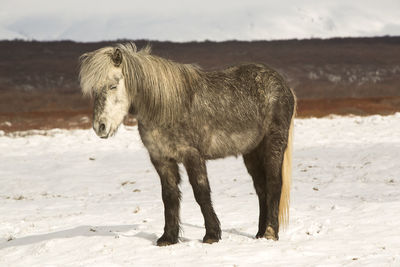 Portrait of an icelandic horse in wintertime