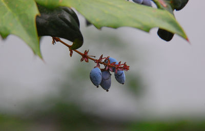 Close-up of berries growing on tree