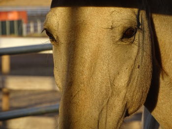 Close-up of horse