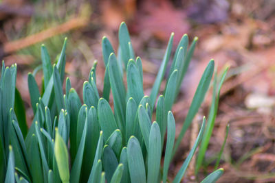 Close-up of plant growing on field