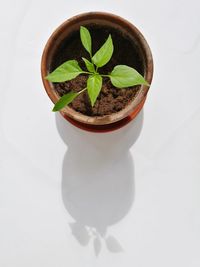 Close-up of potted plant