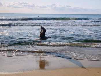 View of a horse on the beach