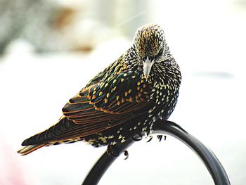 Close-up of a bird perching