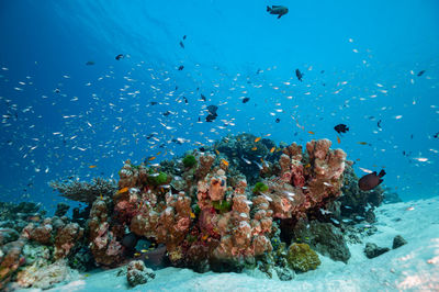 Fish swimming around the reef