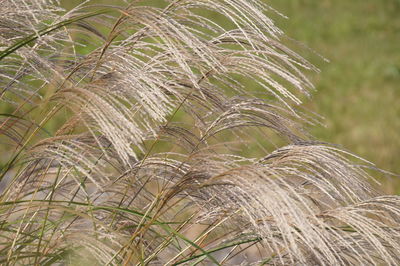 Close-up of plants growing on field