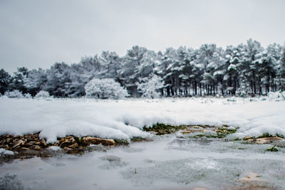 Frozen trees on snow covered landscape